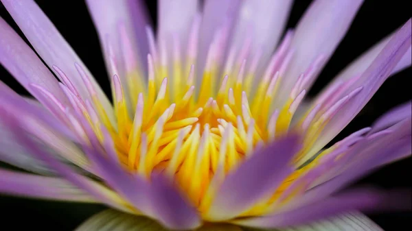 Mor ve sarı renkli nilüfer çiçeği, Tayland, Bangkok 'ta tropikal bir botanik bahçesindeki egzotik floranın makro fotoğrafı.