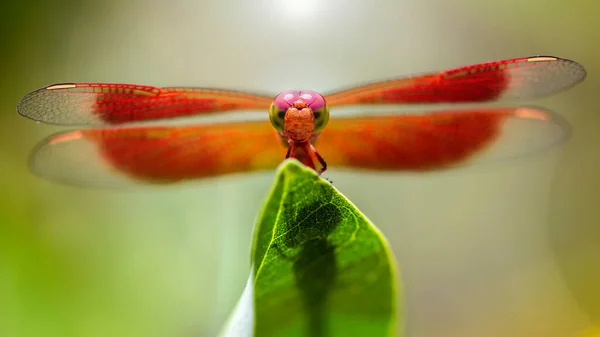 Libellule Colorée Sur Une Feuille Macro Photographie Cette Élégante Délicate — Photo