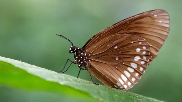 Brązowy Monarcha Motyl Liściu Makro Zdjęcie Tego Eleganckiego Delikatnego Lepidoptera — Zdjęcie stockowe