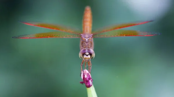 Mor bir çiçeğe egzotik yusufçuk konuyor, bu zarif ve narin Odonata 'nın makro fotoğrafı, Tayland' ın Bangkok kentindeki tropikal bir bahçede doğa sahnesi.