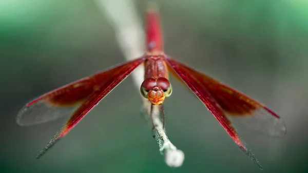 Libellule Rouge Ailes Grandes Ouvertes Atterrissant Sur Une Branche Macro — Photo