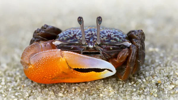 Colorful Violinist Crab Sand Strong Carapace Giant Orange Claw Weapon — Stock Photo, Image