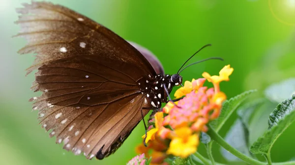 Brązowy Motyl Szukający Pyłku Kolorowych Kwiatach Makro Zdjęcie Tego Wspaniałego — Zdjęcie stockowe