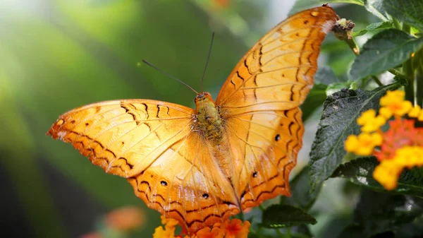 Łaskawy Motyl Szerokimi Pomarańczowymi Skrzydłami Makro Zdjęcie Tego Eleganckiego Delikatnego — Zdjęcie stockowe