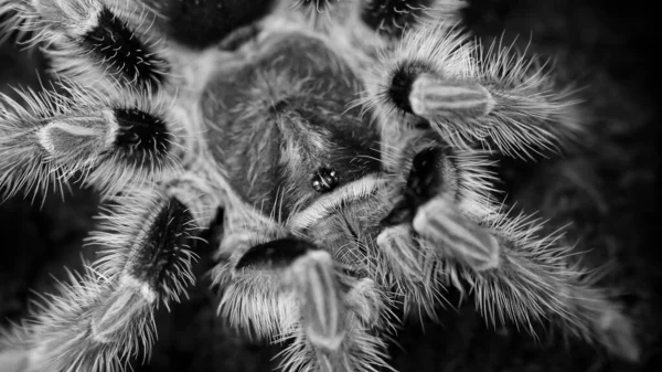 Bir tarantula, Chiang Mai, Tayland 'ın siyah beyaz makrofotografı
