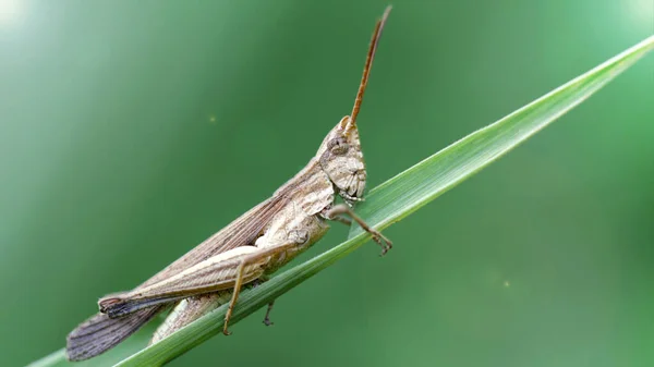 Grasshopper Leaf Koh Phayam Ταϊλάνδη — Φωτογραφία Αρχείου