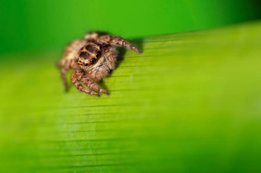 Şirin kıllı örümcek yeşil çubuklu makro fotoğrafçılığa tırmanıyor. Bu küçük eklembacaklı, avını yakalamak için zıplayabilen korkunç bir yırtıcı. Tayland tropik ormanlarında doğa sahnesi.