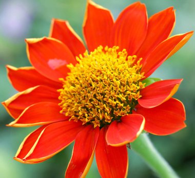 Hassas kırmızı ve sarı çiçeğin yakın çekimi. Bangkok, Tayland 'da bir botanik bahçesindeki tropikal floranın makro fotoğrafçılığı.