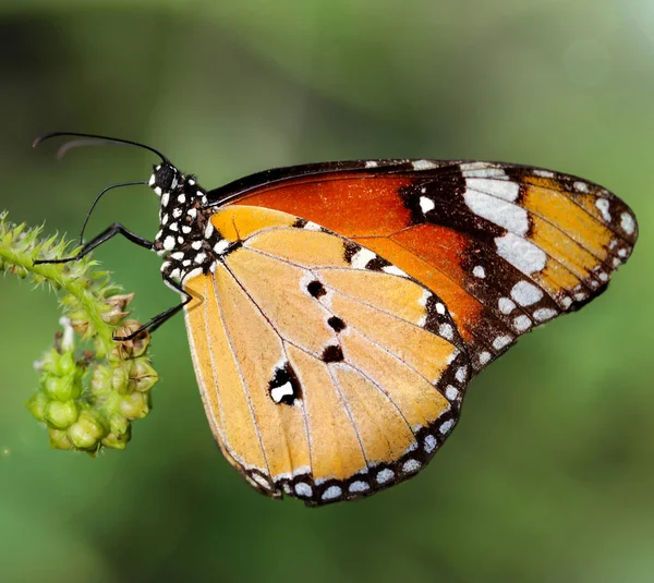 Motýl Monarcha Botanické Zahradě Chiang Mai Thajsko — Stock fotografie