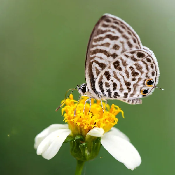 Şirin siyah beyaz kelebek papatya çiçeğinin üzerinde, bu zarif ve narin Lepidoptera böceğinin makro fotoğrafı tropik botanik bahçesinde, Chiang Mai, Tayland
