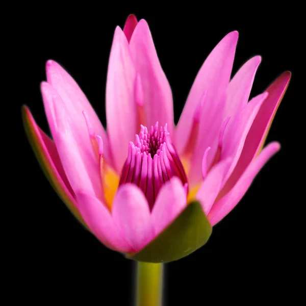 Pembe ve sarı renkli nilüfer çiçeği, Tayland, Bangkok 'ta tropik bir botanik bahçesindeki egzotik floranın makro fotoğrafı.