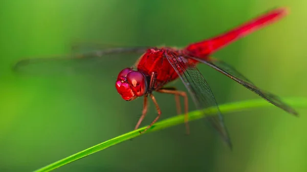 Libélula Roja Alas Abiertas Aterrizando Sobre Una Brizna Hierba Macrofotografía — Foto de Stock