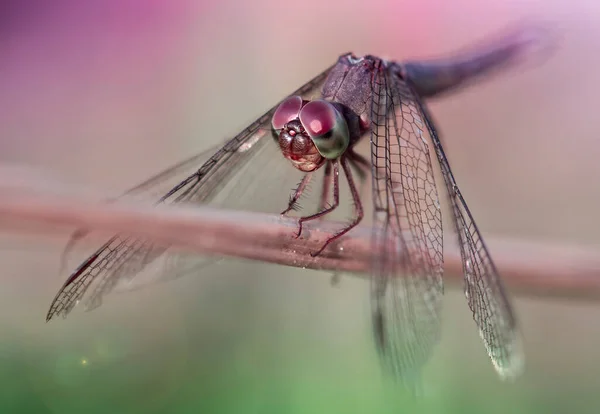 Silver Dragonfly Landed Branch Koh Phayam Thailand — Stock Photo, Image