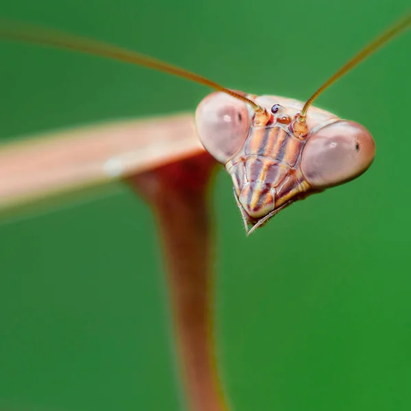 Portrait Brown Praying Mantis Staring Long Antennas Big Faceted Eyes — Stock Photo, Image