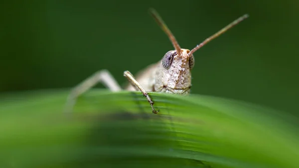 Cavalletta Dal Volto Umano Koh Lanta Thailandia — Foto Stock