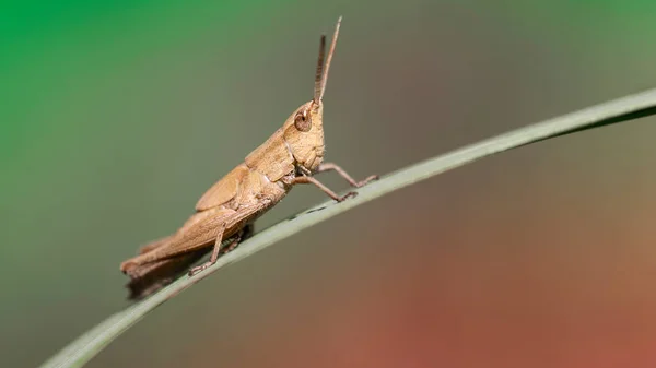Grasshopper Leaf Koh Phayam Thailand — Stock Photo, Image