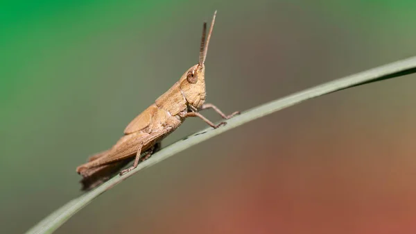 Sprinkhaan Een Blad Koh Phayam Thailand — Stockfoto