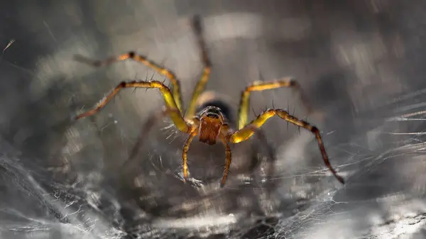 Araña Que Protege Tela Koh Phayam Tailandia — Foto de Stock