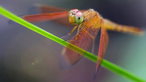 Libellula Una Foglia Koh Phayam Thailandia — Foto Stock