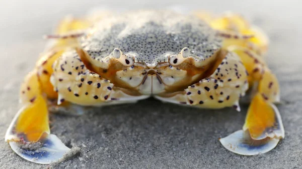 Gelbe Krabbe Sand Bei Sonnenuntergang Eine Starke Schale Zum Schutz — Stockfoto