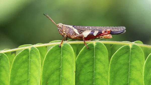 Colorful Grasshopper Leaf Photo Macro Small Insect Faceted Eyes Long — Stock Photo, Image