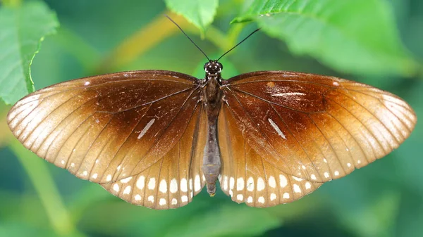 Kahverengi kral kelebeği bir yaprağın üzerinde dinleniyor, kanatları sonuna kadar açık, zarif ve kırılgan bir lepidoptera böceği büyük gruplar halinde göç etmesiyle ünlü, botanik bahçesinde makro fotoğraf, Chiang Mai, Tayland