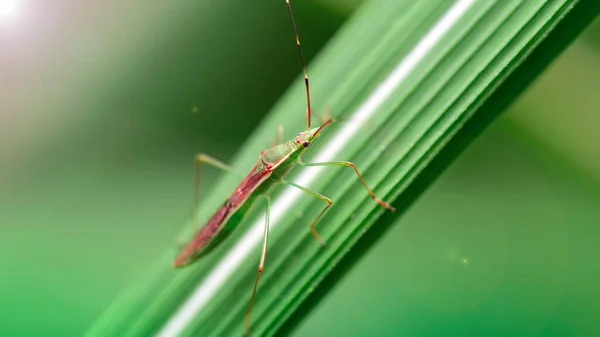 Pequeno Inseto Uma Macrofotografia Folha Chiang Mai Tailândia — Fotografia de Stock