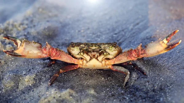 Red Crab Big Claws Strong Shell Fight Sand Crustacean Formidable — Stock Photo, Image