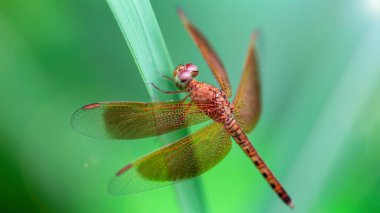 Çimlerin üzerinde dinlenen çok renkli yusufçuk, bu zarif ve kırılgan yırtıcının makro fotoğrafı geniş kanatlı ve dev yüzlü gözler, Tayland 'ın Koh Lanta adasında doğa sahnesi.