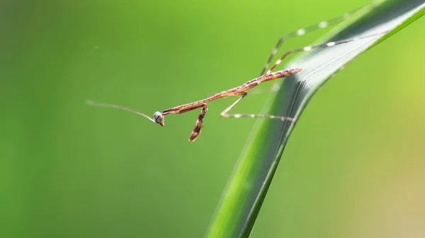 Microscopic Baby Praying Mantis Hanging Leaf Slim Fragile Terrible Predator — Stock Photo, Image