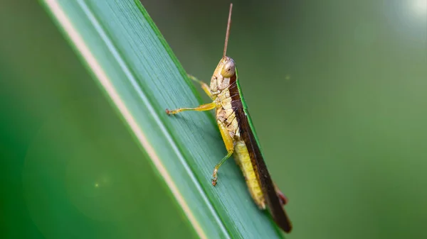 Green Yellow Grasshopper Climbing Blade Grass Macro Photo Small Insect — Stock Photo, Image