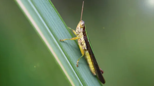 yeşil ve sarı çekirge çim yaprağına tırmanıyor, makro fotoğraf. Uzun antenleri ve atlamak için güçlü bacakları olan küçük böcekler, Tayland 'ın Koh Lanta kentindeki tropikal ormanlarda çekilmiş doğa fotoğrafları.. 