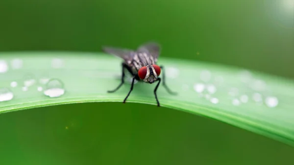 Yaprağın üzerinde kırmızı gözlü siyah sinek, makro fotoğrafçılık. Bu kadar yakından bakıldığında, bu diptera böceği o kadar da çirkin ve iğrenç görünmüyor. Tayland 'daki tropikal ormanda yağmurdan sonra