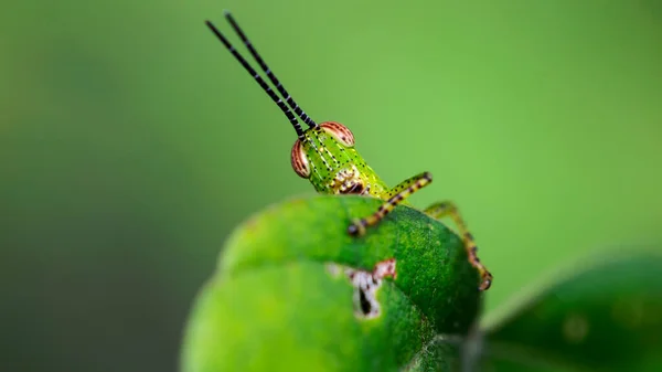 Schattige Verlegen Groene Sprinkhaan Verstopt Achter Een Blad Menselijk Gedrag — Stockfoto