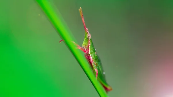 Çimlere tırmanan yeşil ve pembe çekirgelerin makro fotoğrafı. Çekirgeler ortopedi ailesindendir, güçlü arka bacakları vardır. Uzun antenleri olan tek boynuzlu bir ata benziyor. Tayland