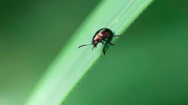 Mały Czarny Chrząszcz Liściu Makro Fotografia Mały Ale Silny Owad — Zdjęcie stockowe