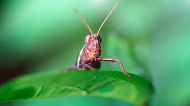 red grasshopper with a human attitude, it looks like he stand behind a bar, macro photo of this insect with big eyes and long antennas. a pest for the fields, wildlife of Koh Phayam, Thailand
