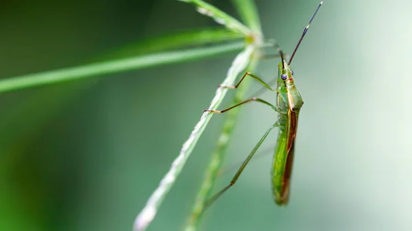 Macrophotografie Van Een Klein Insect Een Blad — Stockfoto