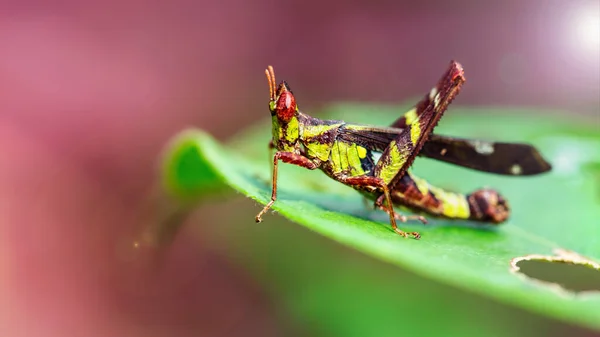 Zeldzame Gele Zwarte Sprinkhaan Met Grote Rode Ogen Rustend Een — Stockfoto