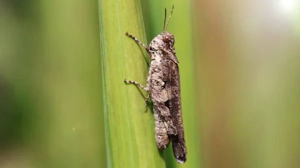Çimlere tırmanan çirkin çekirge. Uzun antenleri ve güçlü bacakları olan bu küçük böceğin fotoğraf makrosu bir yapraktan diğerine atlamak için, tarlalar için bir musibet, Koh Lanta, Tayland