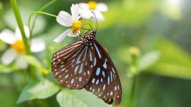 Mavi ve kahverengi zarif kral kelebeği, büyük ve kırılgan kanatları ve uzun antenleriyle, Tayland 'ın Chiang Mai kentindeki tropik bir botanik bahçesinde, beyaz bir papatya çiçeğinin üzerinde. makro fotoğraf