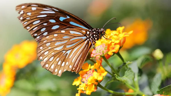 Monarcha Motyl Latający Nad Żółtymi Kwiatami Szukając Pyłku Makrofotografia Tego — Zdjęcie stockowe