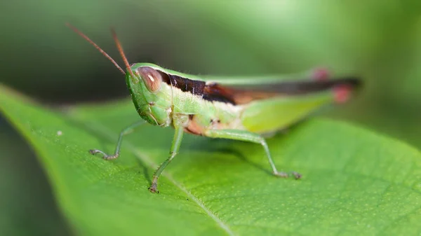 Cavalletta Verde Appoggiata Una Foglia Macro Foto Questo Insetto Forte — Foto Stock