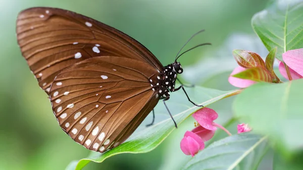 Hnědý Monarcha Motýl Růžovém Květu Půvabný Křehký Lepidoptera Hmyz Známý — Stock fotografie