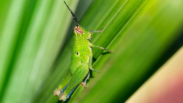 Green Colorful Grasshopper Leaf Photo Macro Small Insect Long Antennas — Stock Photo, Image