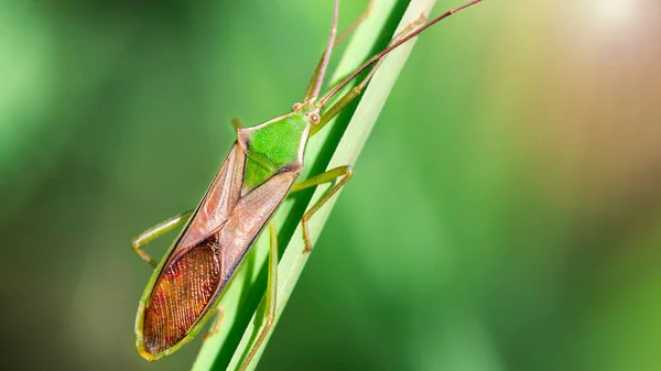 çok renkli yeşil ve kahverengi böcek, yapraklara tırmanan uzun antenli böcek, bahçelerimizde yaşayan küçük vahşi yaşamın makrofotografı, doğa sahnesi, Tayland