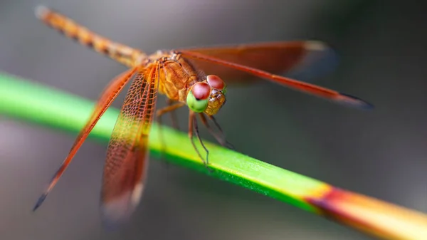 Multicolored Dragonfly Branch Macro Photo Elegant Fragile Predator Wide Wings — Stock Photo, Image