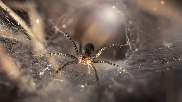 Foto Macro Uma Pequena Aranha Protegendo Seu Buraco Aracnídeo Magro — Fotografia de Stock