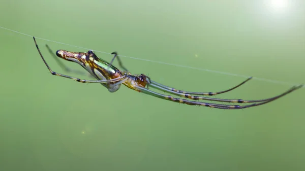 Macro Photo Une Araignée Orbe Dorée Accrochée Ligne Insecte Gracieux — Photo