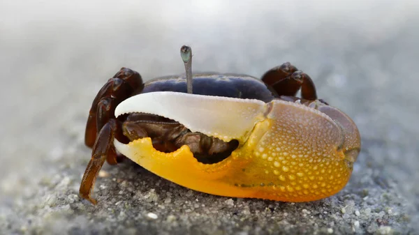 Plachý Houslistický Krab Skrývající Písku Obrovským Oranžovým Drápem Zírající Teleskopickým — Stock fotografie